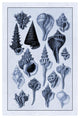 "Shells: Trachelipoda #4 (Blue)" Digital Paper Print by G.B. Sowerby, 18"x26"