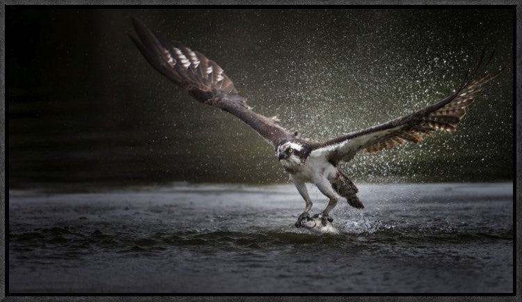 "Deadly Catch" Framed Canvas Giclee by Phillip Chang, 23x13"