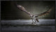"Deadly Catch" Framed Canvas Giclee by Phillip Chang, 23x13"
