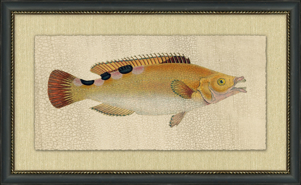 Fish Study 2, Giclee Reproduction Artwork