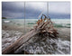 Fallen Tree in Storm At Seashore, Seascape Triptych Canvas Art, 36x28, 3 Panels