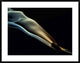 "Silk" Framed Digital Print by Aida Ianeva, 40x32"