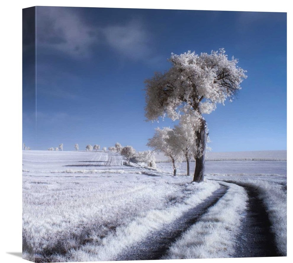 "Winter In Summer" Stretched Canvas Giclee by Piotr (Bax) Krol, 16"x16"