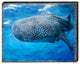 Blue Whale Art Wooden Wall Art, X-Large 36x24