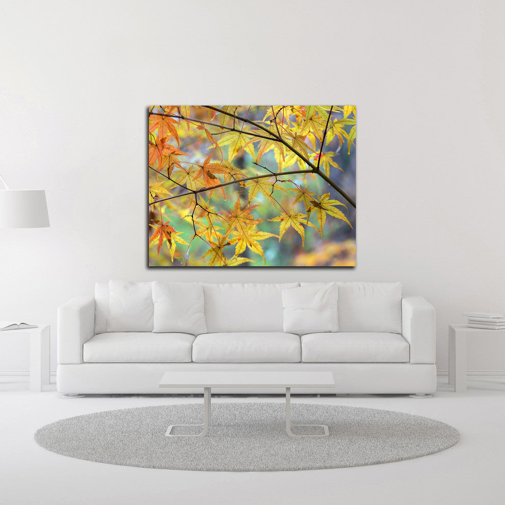Autumn Maples by David Hammond, Print on Canvas, 27"x21"