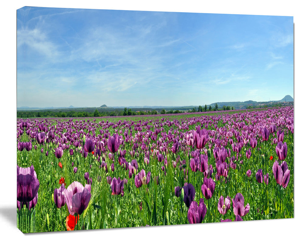Purple Poppy Field Panorama, Floral Canvas Art Print, 60"x28"