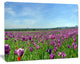 Purple Poppy Field Panorama, Floral Canvas Art Print, 60"x28"