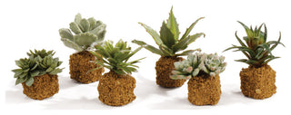 Variant image: white-background shot showing multiple color variants of the succulent drop-ins