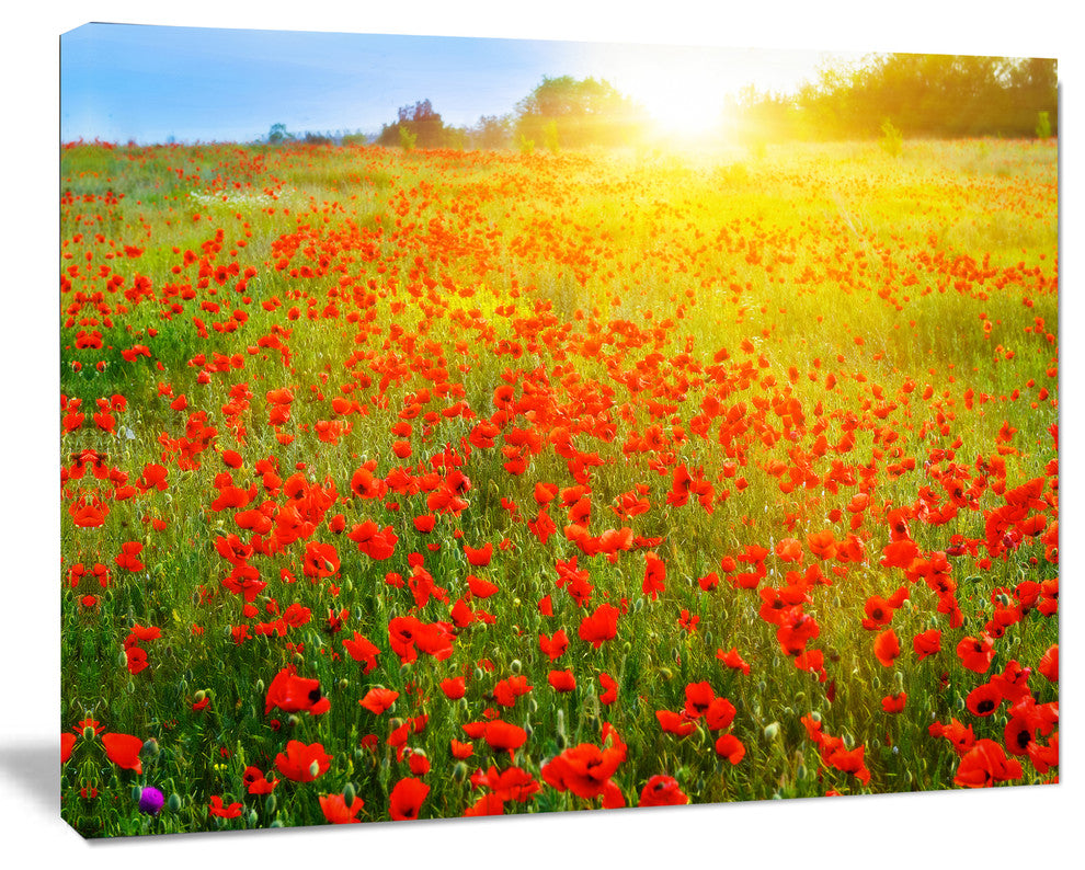 Beautiful Sunshine over Poppy Fields, Floral Canvas Art print, 40"x30"