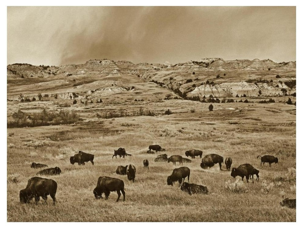 "American Bison herd grazing, Theodore Roosevelt NP" Paper Art, 50"x38"