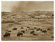 "American Bison herd grazing, Theodore Roosevelt NP" Paper Art, 50"x38"
