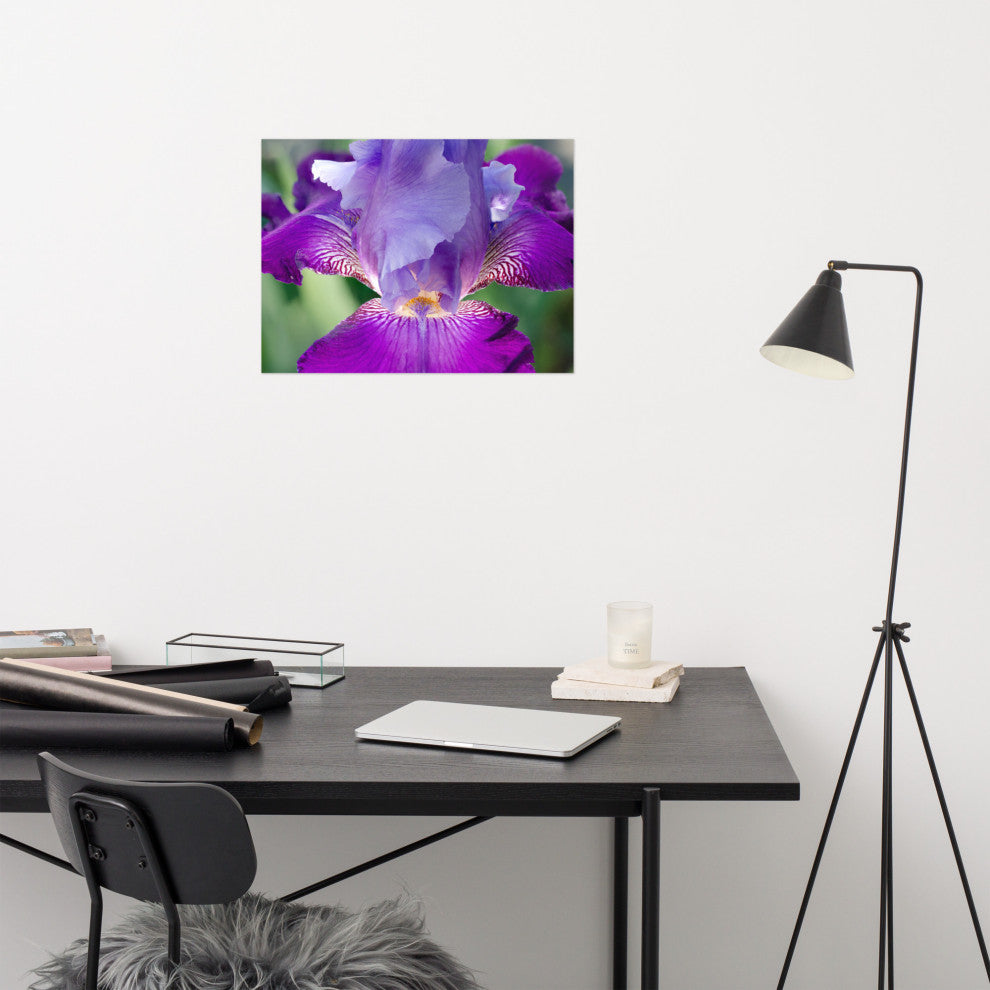 Glowing Iris Nature Photography, Floral Unframed Wall Art Print, 18" X 24"