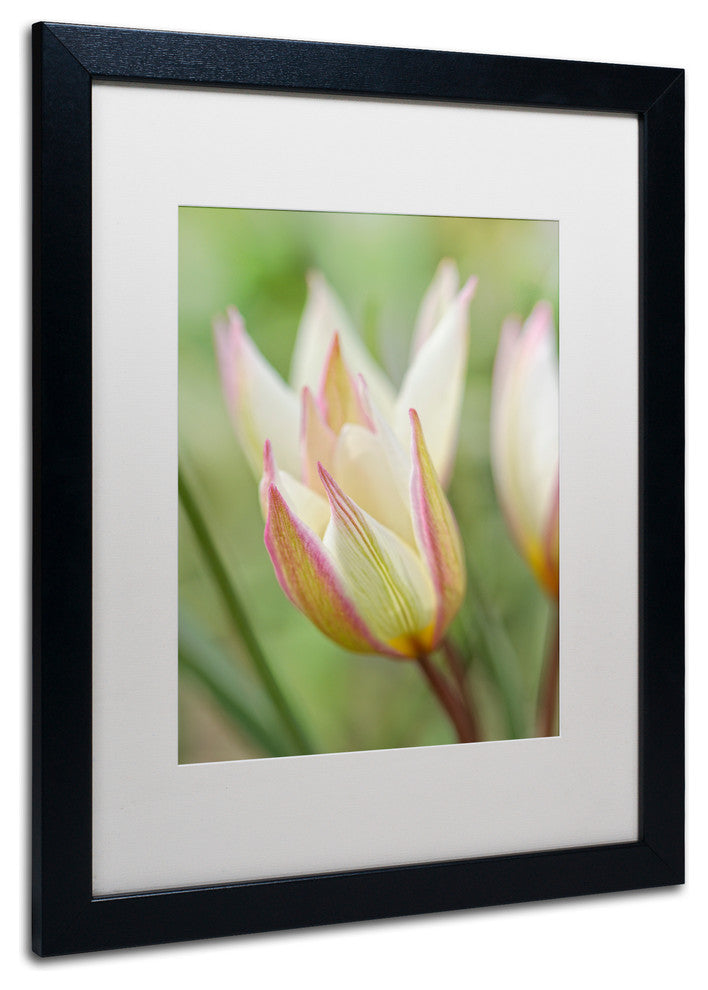 Cora Niele 'Tulip Primulina' Matted Framed Art