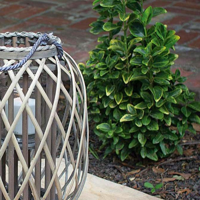 Grey Willow Lantern with Glass - Small