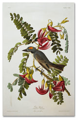 'Gray Tyrant Gray Kingbird' Canvas Art by John James Audubon
