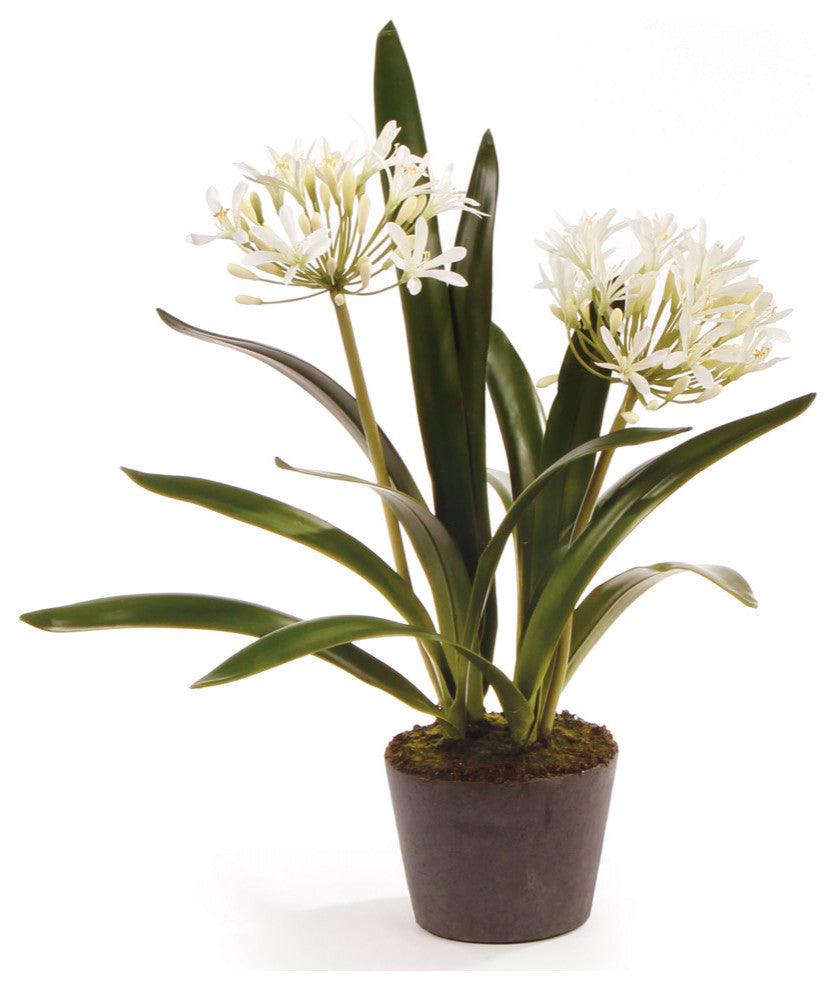 Agapanthus Drop-In, 23"