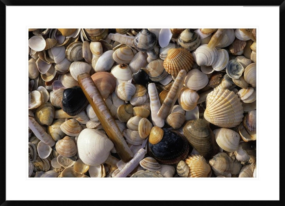 "Selection of bivalve shells" Framed Digital Print by Jan Vermeer, 38"x28"