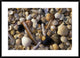 "Selection of bivalve shells" Framed Digital Print by Jan Vermeer, 38"x28"