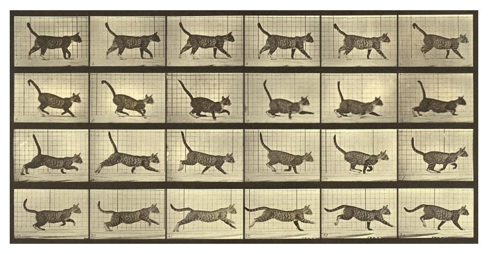 "Motion Study: Running Cat" Paper Print by Eadweard J. Muybridge, 50"x26"