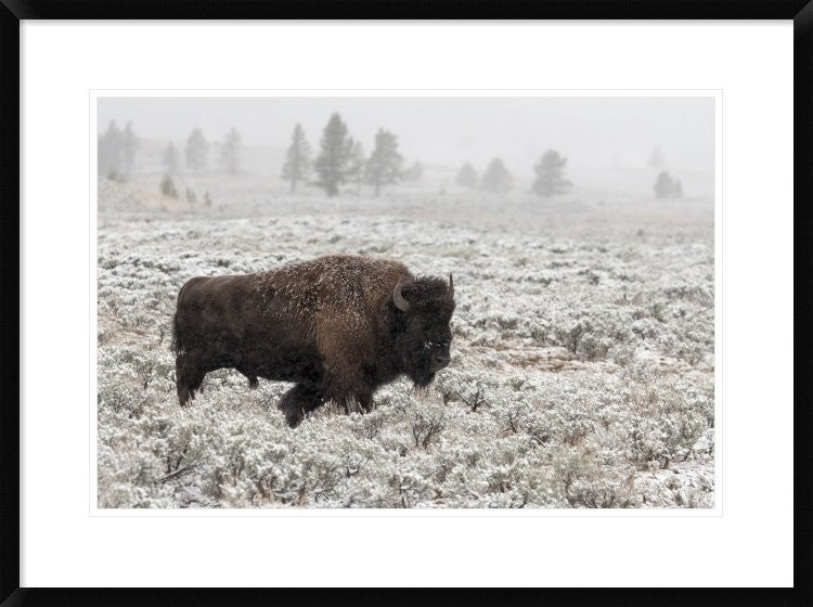 "Late Fall Yellowstone" Framed Digital Print by Alfred Forns, 32x24"