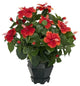 Hibiscus With Black Hexagon Vase Silk Plant