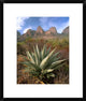 Chisos Agave and The Chisos Mountains, Big Bend National Park, Texas, 18"x22"