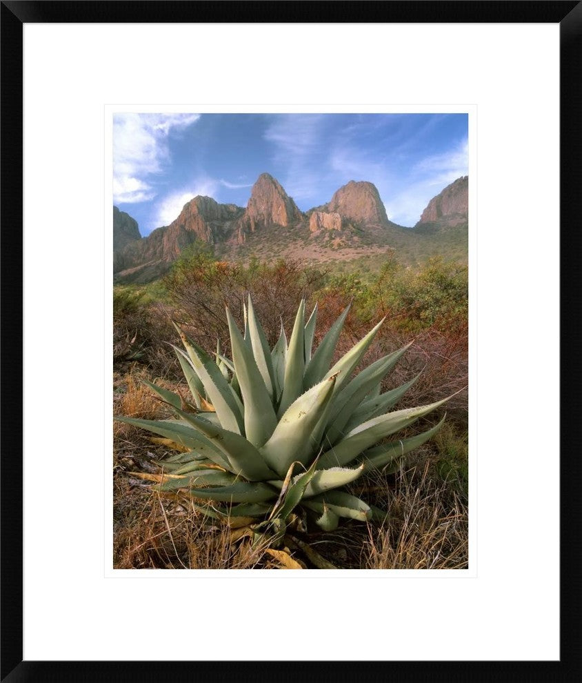 Chisos Agave and The Chisos Mountains, Big Bend National Park, Texas, 18"x22"