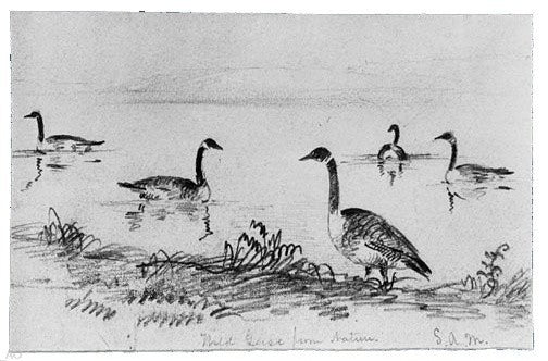 Shepard Alonzo Mount Wild Geese (from McGuire Scrapbook) Gallery Wrapped Canvas