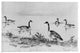 Shepard Alonzo Mount Wild Geese (from McGuire Scrapbook) Gallery Wrapped Canvas