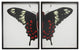 Split Red And White Butterfly, Copper and Black Shadowbox, Left