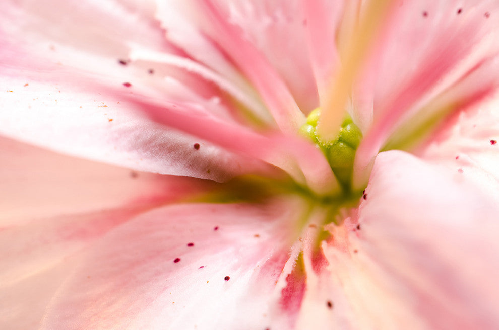 Center of the Stargazer Lily Floral Nature Photo Unframed Wall Art Print, 11" X 14"