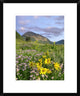 Orange Sneezeweed and Smooth Asters And Gothic Mountain, Colorado, 18"x22"