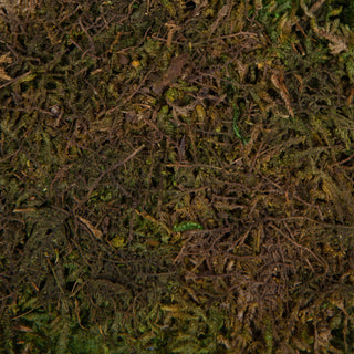 Natural moss texture on a non-white background; plausible lifestyle context without packaging or text.