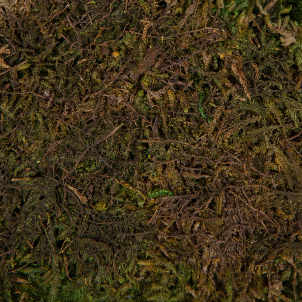 Natural moss texture on a non-white background; plausible lifestyle context without packaging or text.