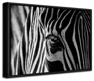 Abstract Zebra' Framed Print Wall Art by Roy Darnell