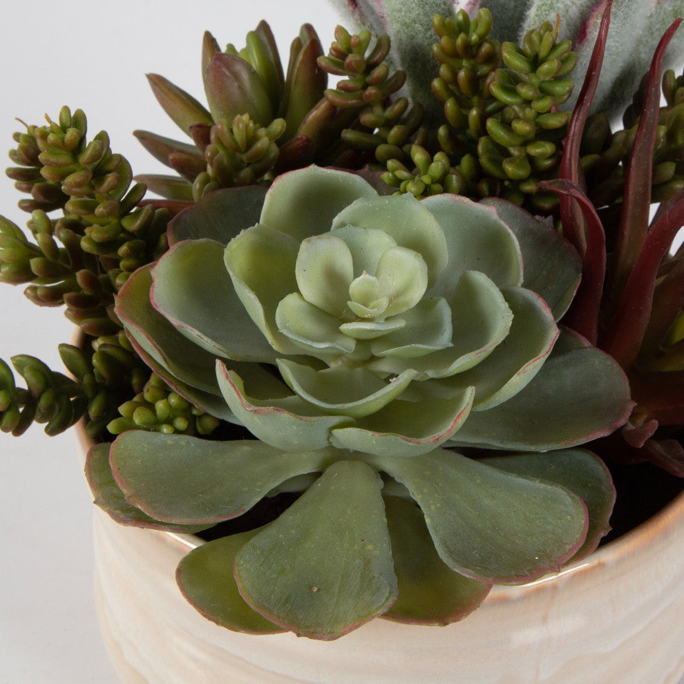 Close-up of succulent arrangement on white background.