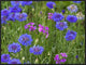 Cornflower and Pointed Phlox Blooming In Grassy Field, North America, 32"x24"