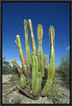 Old Man Cactus In Sonoran Desert Landscape, Baja California, Mexico, 12"x18"