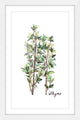 "Herb Thyme" Framed Print by Rachel Byler