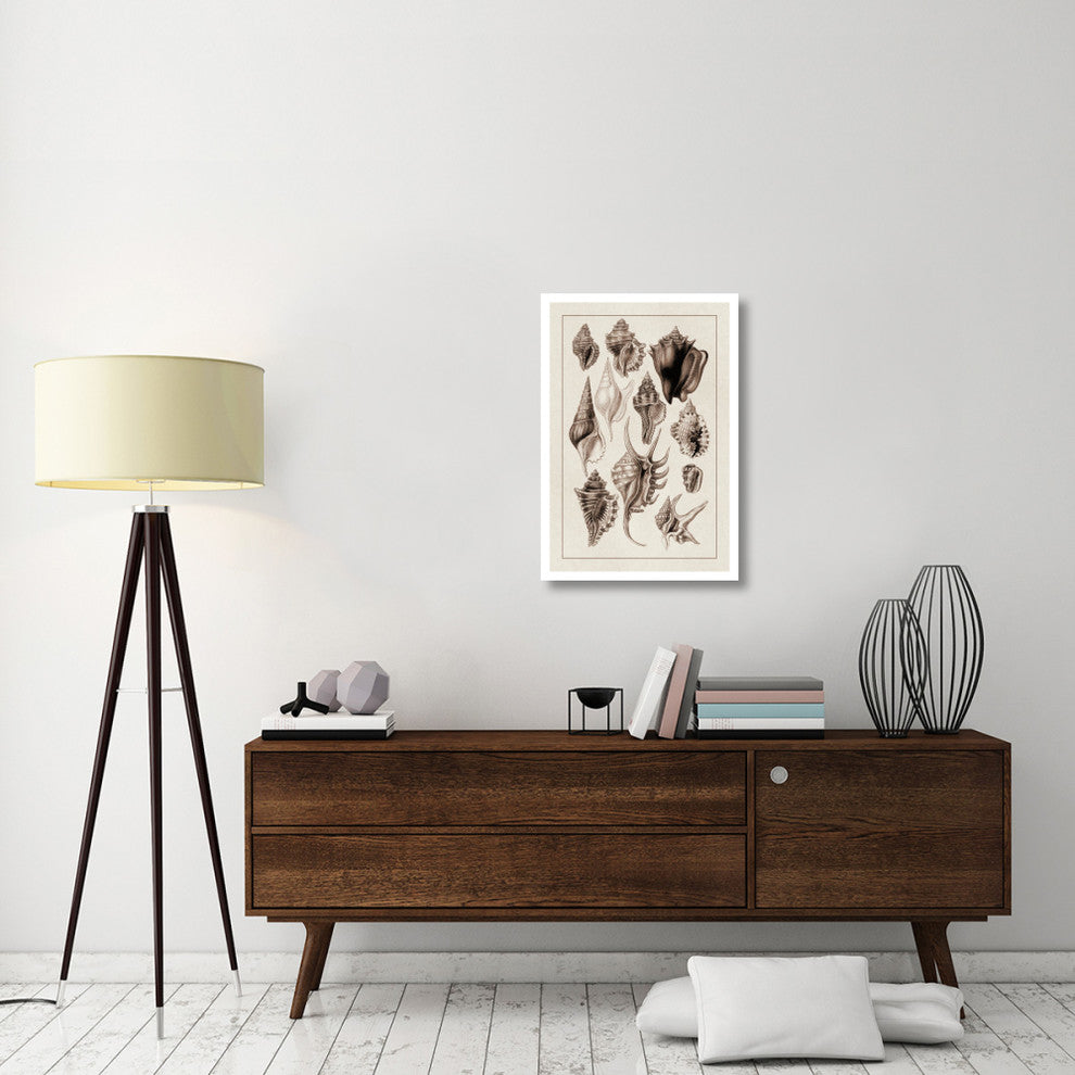 "Shells: Trachelipoda #5 (Sepia)" Digital Paper Print by G.B. Sowerby, 22"x32"