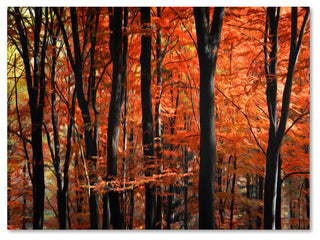 'Indisputable Truth' Canvas Art by Philippe Sainte-Laudy
