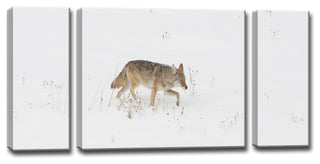 Ready2HangArt 'Coyote Snow' by Bartlettayes