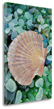 25" Seashell and Seaglass Giclee Wrap Canvas Wall Art