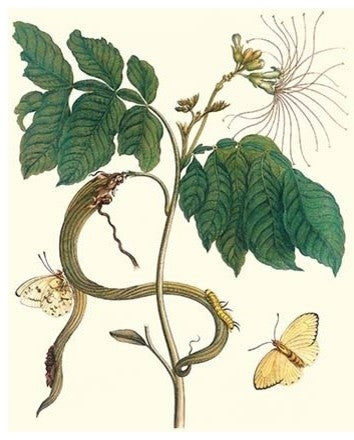 Ice Cream Bean with Apricot Sulphur Butterfly- Canvas Poster 20" x 30"