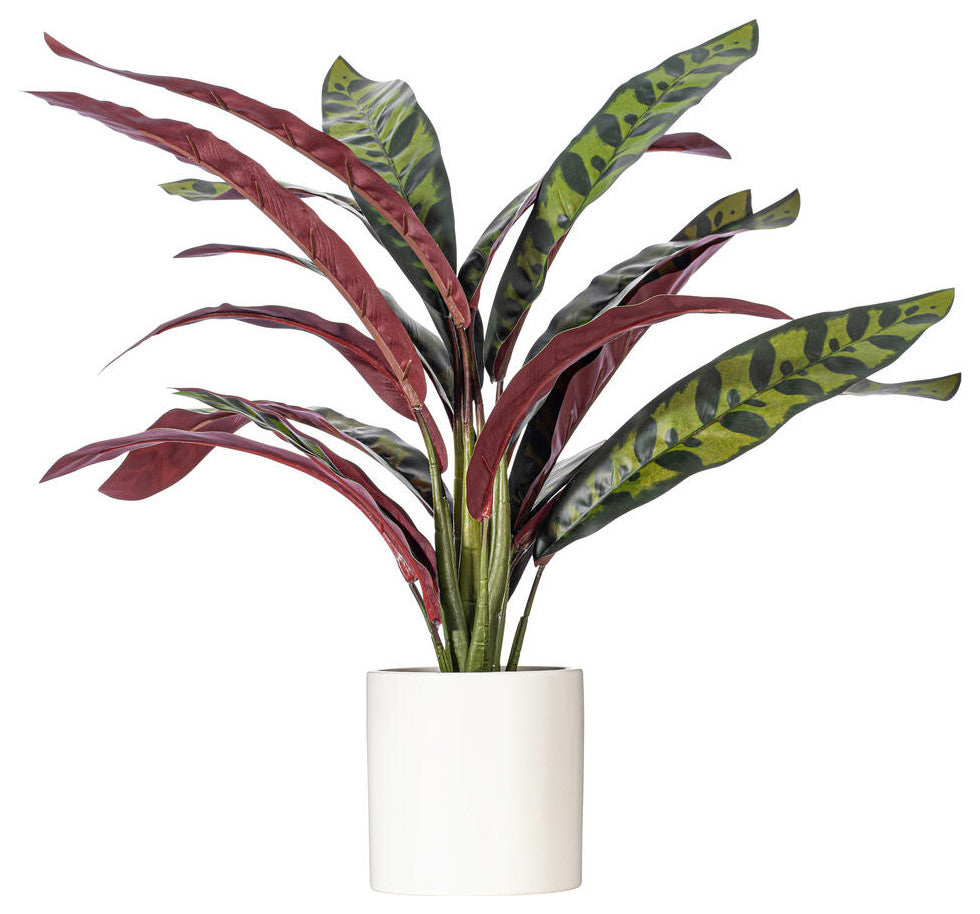 Full plant in white ceramic pot on white background; comprehensive product shot.