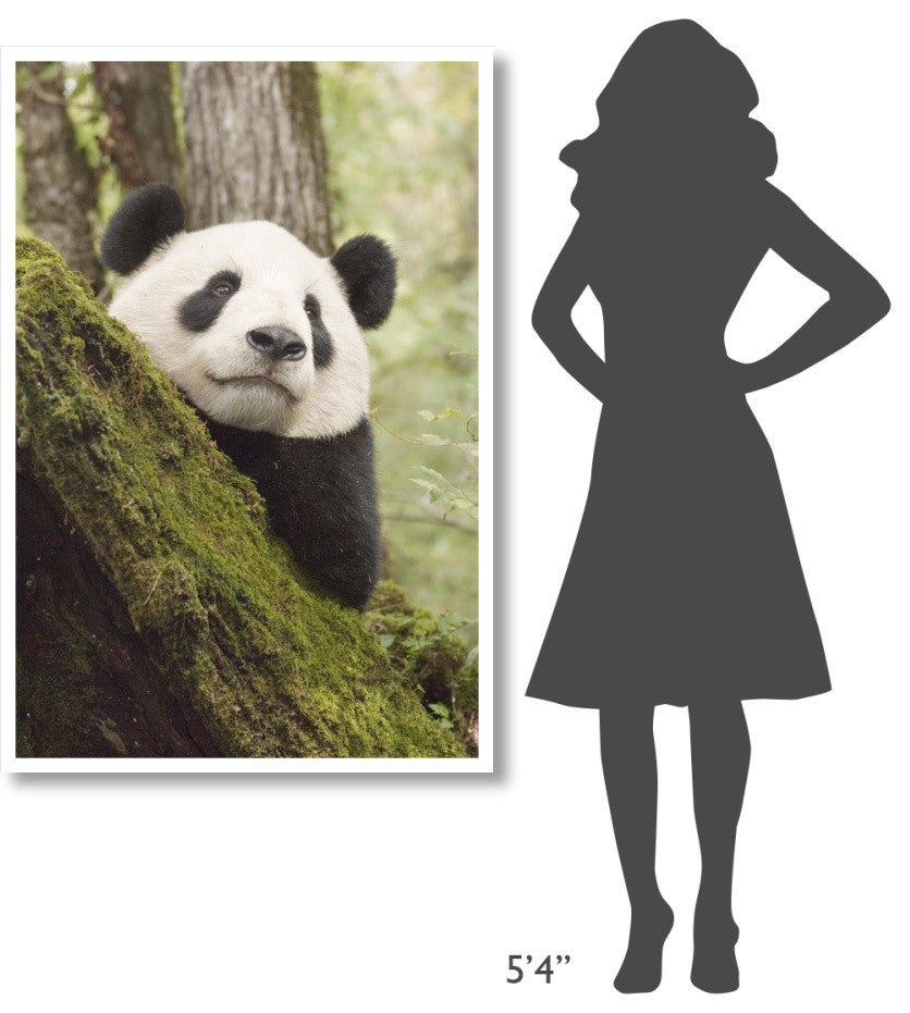 "Xiang Xiang, 1st captive raised panda released into wild" Paper Art, 34"x50"