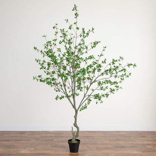 Full plant in pot on white background (zoomed-out view of the product).