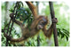 "Sumatran Orangutan baby playing in tree, north Sumatra" Paper Art, 62"x42"