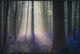 Velvet Light, 36"x24"