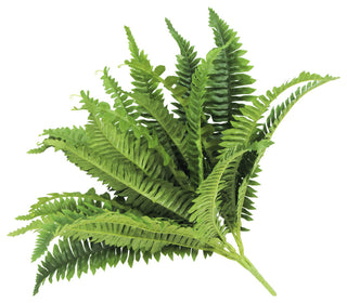 White background; close-up/cropped view of the fern fronds.